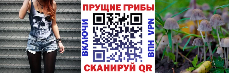 мориарти официальный сайт  Абакан  Псилоцибиновые грибы Psilocybe  что такое  